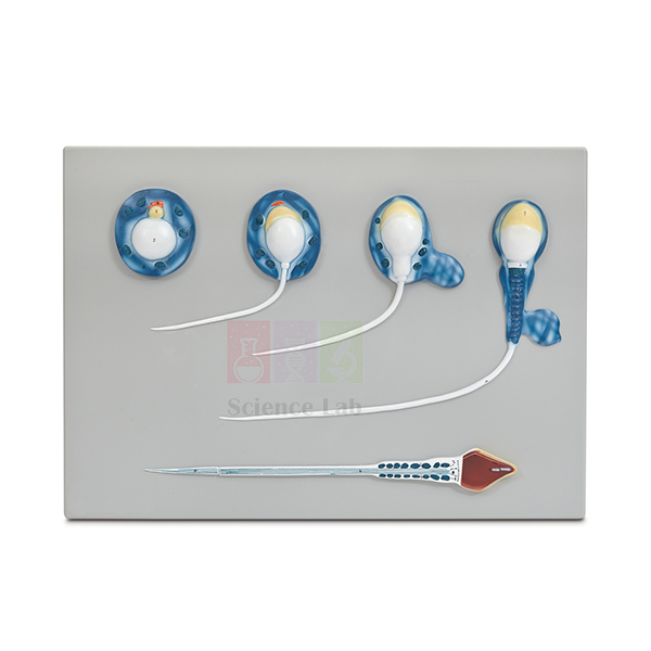 Spermatogenesis Model